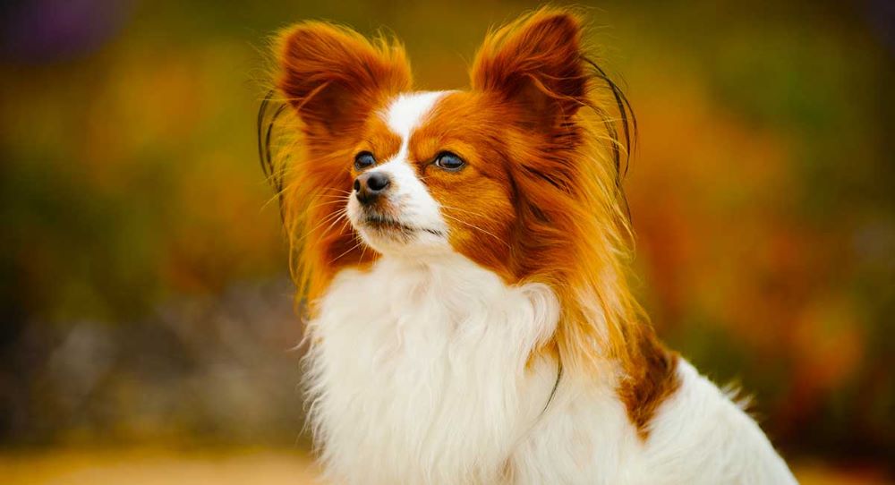 chó thông minh nhất papillon cho-thong-minh-nhat-papillon