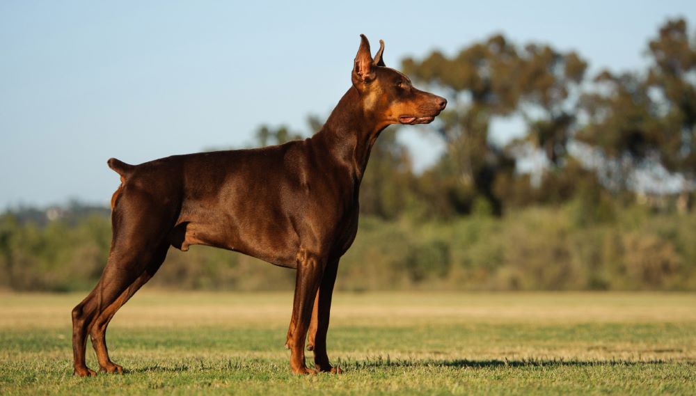 Doberman giống chó thông minh bậc nhất cho-thong-minh-nhat-doberman